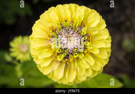 In prossimità della testa di fiori di Zinnia elegans, Regina della calce bloom Foto Stock
