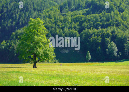 Elm Tree sul prato con le montagne sullo sfondo in Logarska dolina, Valle di Logar, slovenia Foto Stock