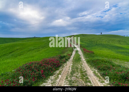 Country Road in Torrenieri, vicino alla famosa Cipressi di San Quirico d'Orcia, San Quirico d'Orcia, Val d'Orcia, Toscana, Italia. Foto Stock