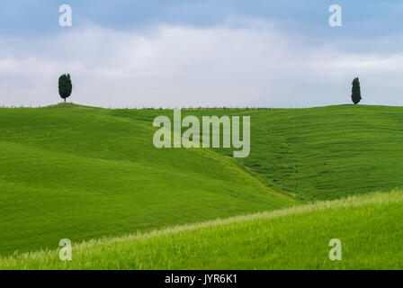 Due cipressi sulle colline nei pressi di Torrenieri, tra Montalcino e San Quirico d'Orcia, Val d'Orcia, Toscana, Italia. Foto Stock