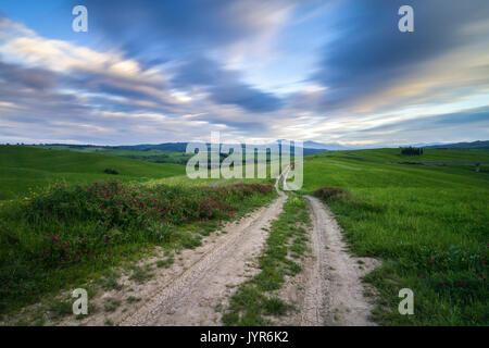 Country Road in Torrenieri, vicino alla famosa Cipressi di San Quirico d'Orcia, San Quirico d'Orcia, Val d'Orcia, Toscana, Italia. Foto Stock