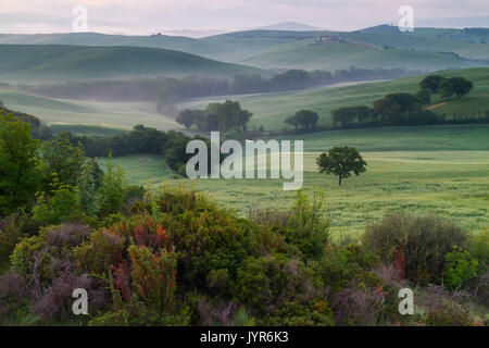 Nebbia a sunrise nella campagna attorno a Podere Belvedere di San Quirico d'Orcia, Val d'Orcia, Toscana, Italia. Foto Stock