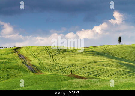 Strada di campagna su una collina di Torrenieri, vicino alla famosa Cipressi di San Quirico d'Orcia, San Quirico d'Orcia, Val d'Orcia, Toscana, Italia. Foto Stock