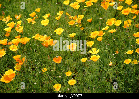 La vista in pianta di un letto giardino con una varietà di altamente luminoso giallo papaveri della California. Foto Stock