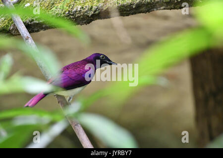 Un maschio di ametista starling o violetto-backed starling appeso sul piccolo albero Foto Stock