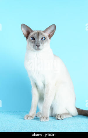 Oriental gatto siamese gatto seduto su un fondo azzurro. Foto Stock