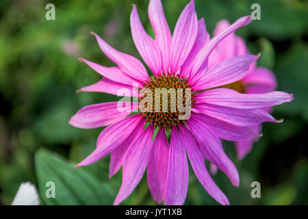 Echinacea purpurea Foto Stock