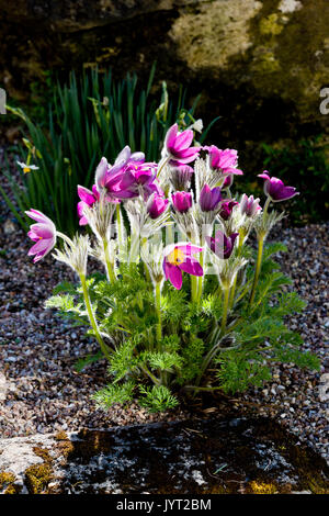 Gruppo retroilluminato di pulsatilla fiori Foto Stock