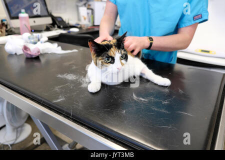 Gatto con una gamba ferita giacente su un tavolo che si terrà e trattata in una clinica veterinaria a Londra REGNO UNITO KATHY DEWITT Foto Stock