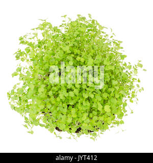 Insalata di rucola, cavoli freschi e giovani foglie dal di sopra su sfondo bianco. Insalata di commestibile e vegetali microgreen. Conosciuta anche come la rucola o rucola. Foto Stock