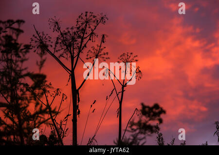 Hogweed comune Heracleum sphondylium su uno sfondo di tramonto, Fiery cieli Foto Stock