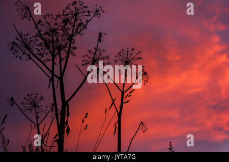 Hogweed comune Heracleum sphondylium su uno sfondo di tramonto, Fiery cieli Foto Stock