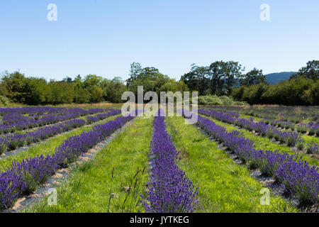 Righe di lavanda piantato in un campo con arbusti, alberi e la luce blu del cielo in background. Profondità di campo. Foto Stock