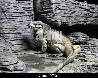 Rock cubano iguana Foto Stock