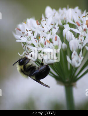 Falegname orientale Ape su abbastanza aglio bianco fiori piante Foto Stock