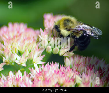 Ape su graziosi fiori rosa e bianchi Foto Stock