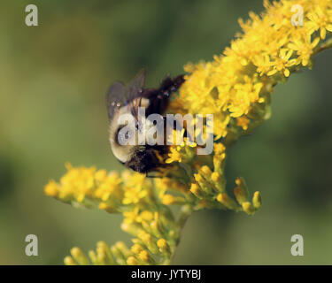 Bumble Bee su giallo fiori selvatici Foto Stock
