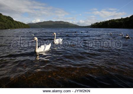 I cigni nuotare sul Lough Gill a Hazelwood nella Contea di Sligo, Irlanda Foto Stock