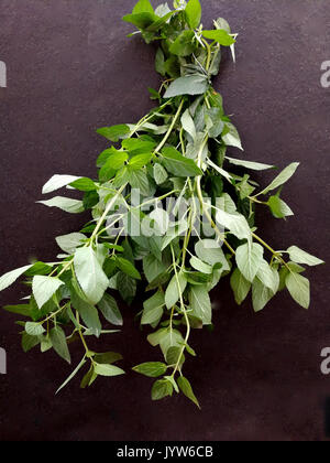 Mazzetto di menta essiccamento Foto Stock