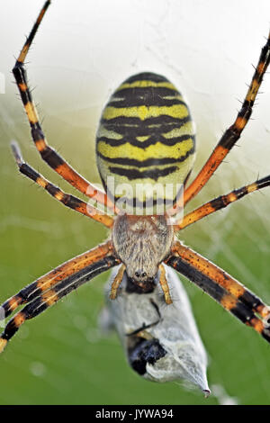 Wasp spider (Argiope bruennichi) femmina con la preda Foto Stock