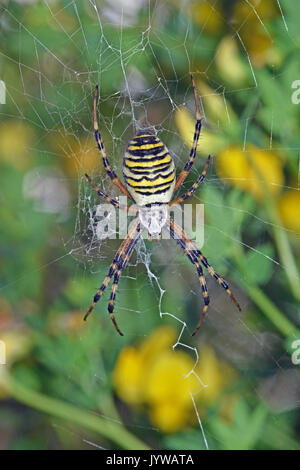 Wasp spider (Argiope bruennichi) femmina Foto Stock