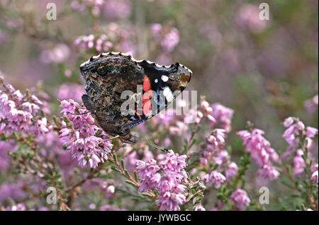 Red Admiral Butterfly alimentazione su Heather (Vanessa Atalanta) Foto Stock