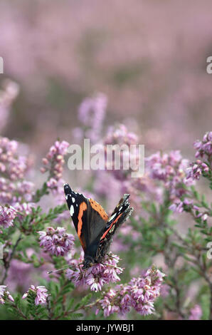 Red Admiral Butterfly alimentazione su Heather (Vanessa Atalanta) Foto Stock