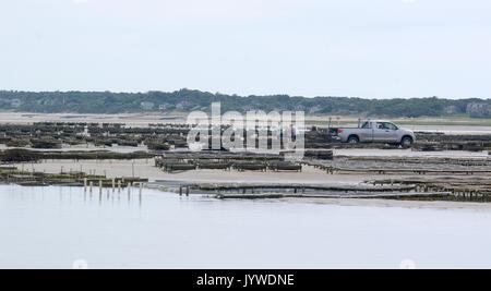 Un Oyster Farm essendo tendevano a bassa marea sul pascolo di corvi Beach - Dennis, MA - Cape Cod Foto Stock