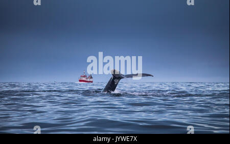 Killer Whale,Mefjordvaer, Senja Isola, Norvegia Foto Stock