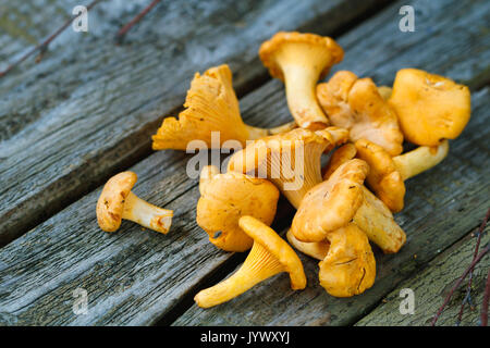 Manciata di fresco funghi finferli su un vecchio grigio tavolo rustico. Foto Stock