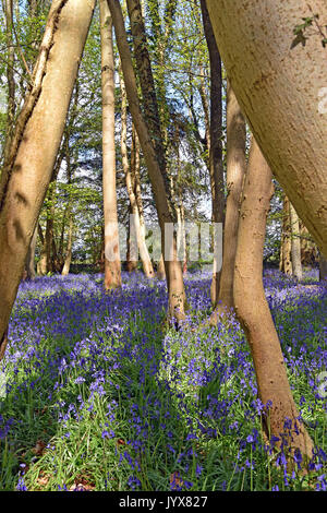Bluebells in a beech woods at springtime Foto Stock