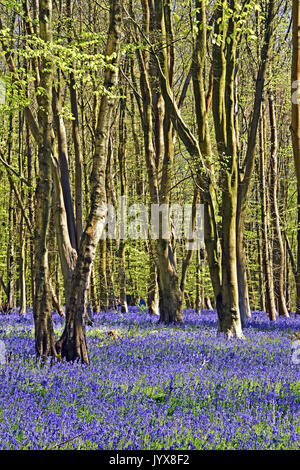 Bluebells in a beech woods at springtime Foto Stock