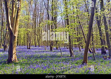 Bluebells in a beech woods at springtime Foto Stock