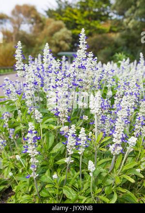 Mealycup Salvia, AKA farinoso salvia (Salvia farinacea 'SSe trata'), una biancheria da letto estate pianta perenne, in un letto di fiori in estate nel West Sussex, in Inghilterra, Regno Unito. Foto Stock