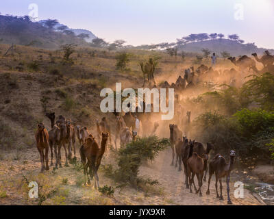 Cammelli sul modo di Pushkar Mela al tramonto, mercato di cammelli, Pushkar, Rajasthan, India Foto Stock