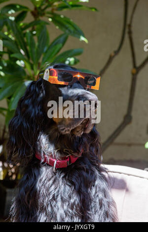 Ben, il gordon Setter, che prova i suoi occhiali da sole a Santa Ana, California, pronti per il grande evento Foto Stock