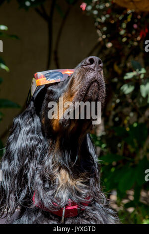 Ben, il gordon Setter, che prova i suoi occhiali da sole a Santa Ana, California, pronti per il grande evento Foto Stock