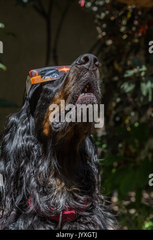 Ben, il gordon Setter, che prova i suoi occhiali da sole a Santa Ana, California, pronti per il grande evento Foto Stock