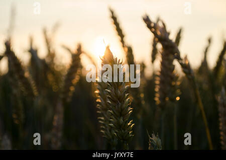 Estate tramonto, campo di grano punte Foto Stock