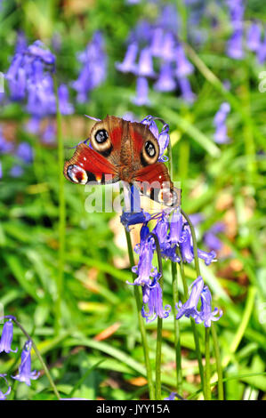 Farfalla pavone alimentazione su bluebells (Aglais io) Foto Stock