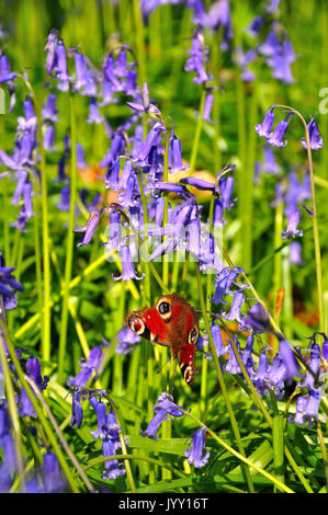 Farfalla pavone alimentazione su bluebells (Aglais io) Foto Stock