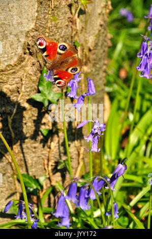 Farfalla pavone alimentazione su bluebells (Aglais io) Foto Stock