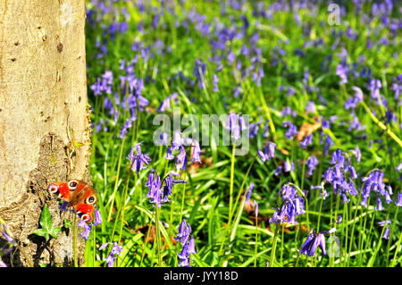 Farfalla pavone alimentazione su bluebells (Aglais io) Foto Stock
