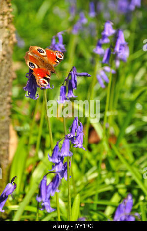 Farfalla pavone alimentazione su bluebells (Aglais io) Foto Stock