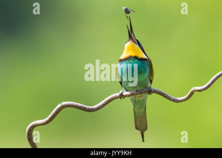 Unione Gruccione (Merops apiaster) mangiare, Burgenland, Austria Foto Stock
