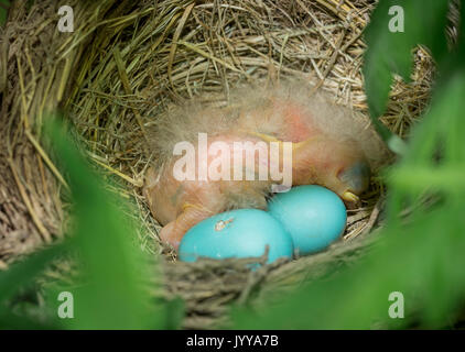 Robin uccelli Baby neonati nel nido Foto Stock