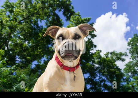 Felice Ritratto di Pit Bull Dog Foto Stock