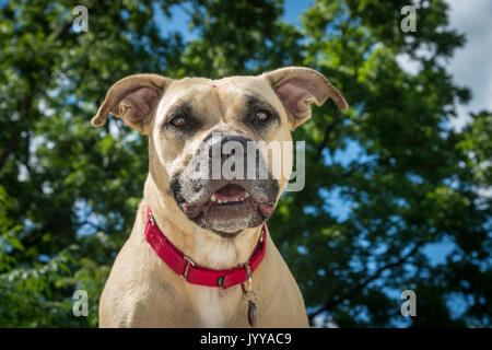 Felice Ritratto di Pit Bull Dog Foto Stock