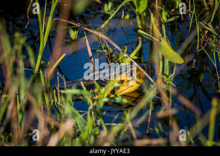 Anaconda giallo (Eunectes notaeus) in acqua, Pantanal, Aquidauana, Mato Grosso do Sul, Brasile Foto Stock