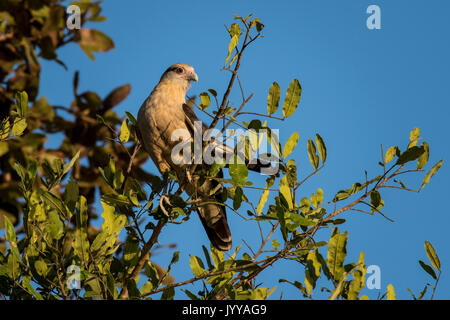 Giallo-testa (caracara Milvago chimachima) seduta nella struttura ad albero, Pantanal, Mato Grosso do Sul, Brasile Foto Stock
